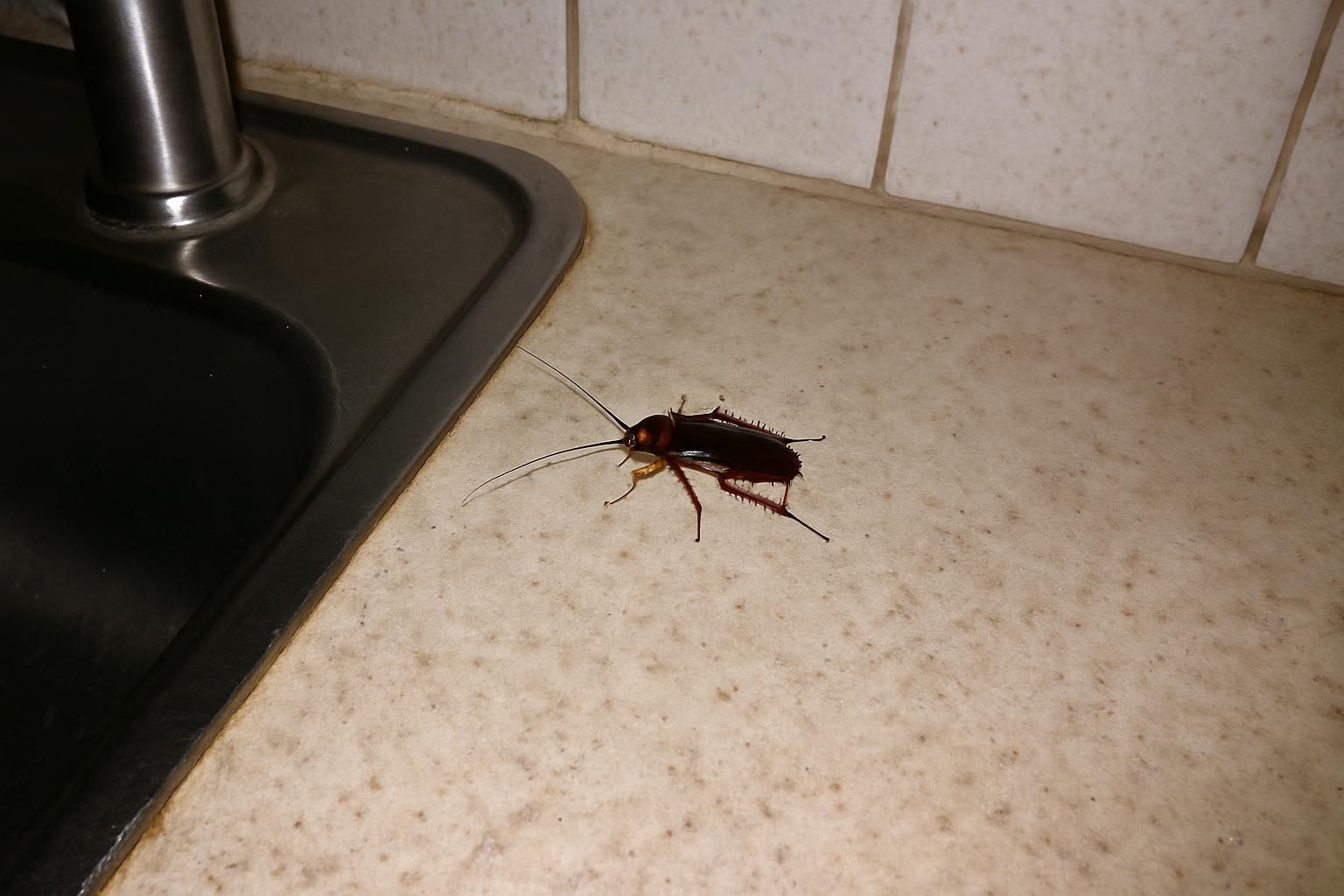 A cockroach in a kitchen